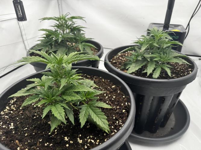 Mission FastBuds. Week 4