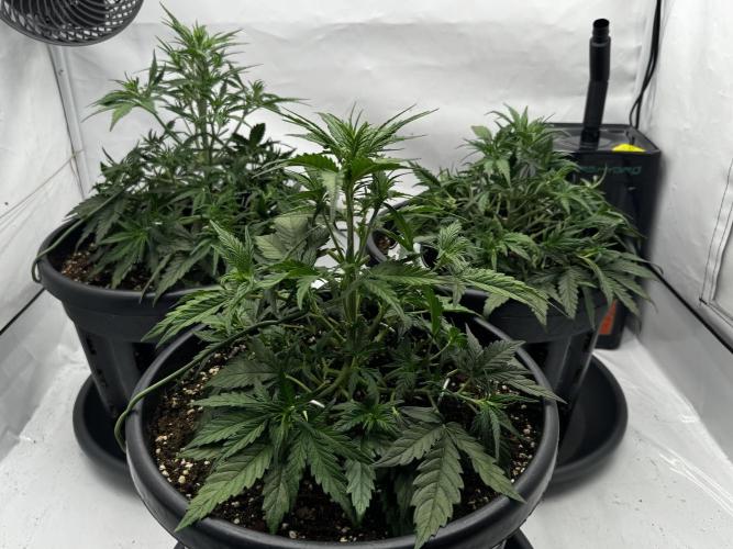 Mission FastBuds. Week 4