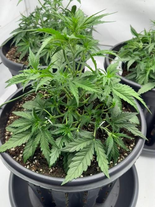 Mission FastBuds