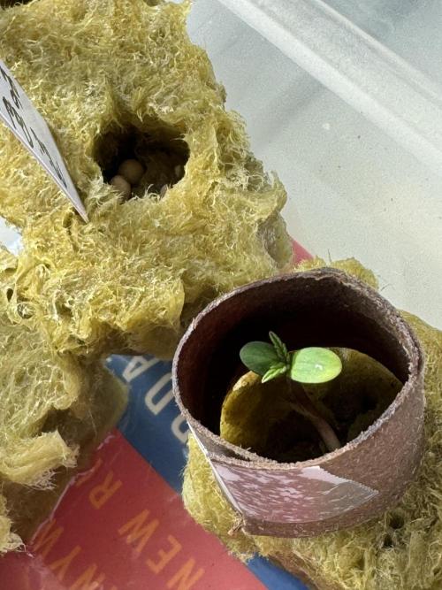 Zkittlez OG Auto first ever grow. Week 0 - 3/4/2026: Day 4 in rockwool. In a plastic bin on the window sill. 