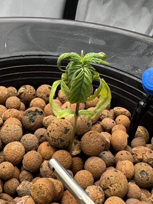 Zkittlez OG Auto first ever grow. Week 3 - Plant looked sickly