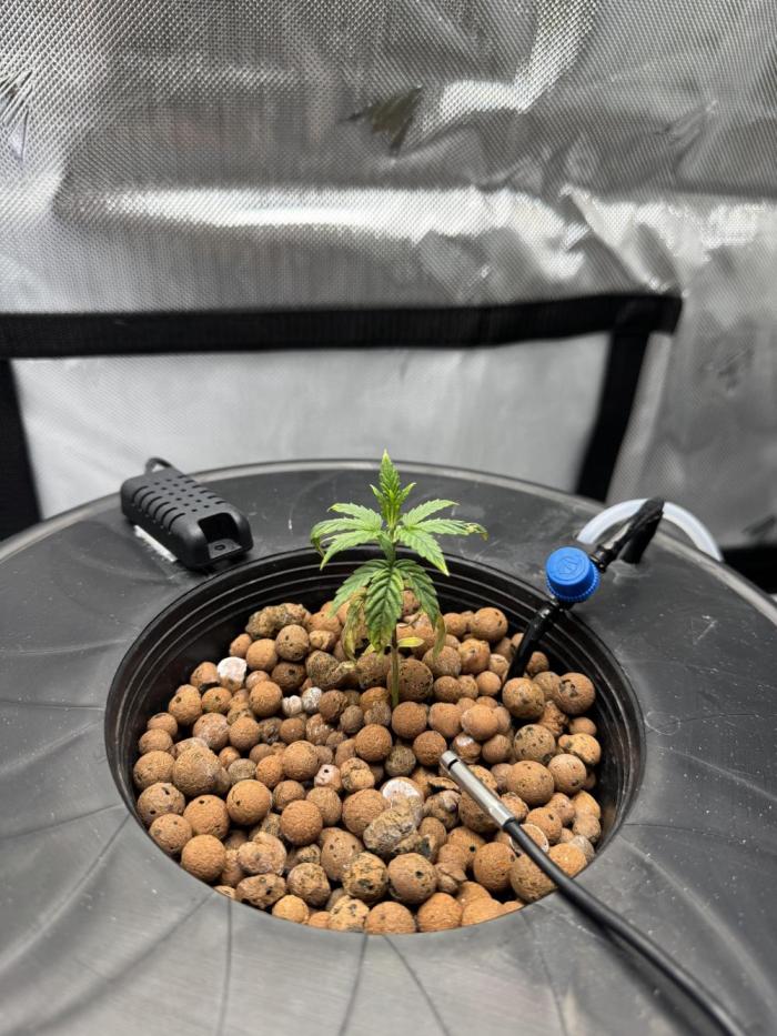 Zkittlez OG Auto first ever grow. Week 4