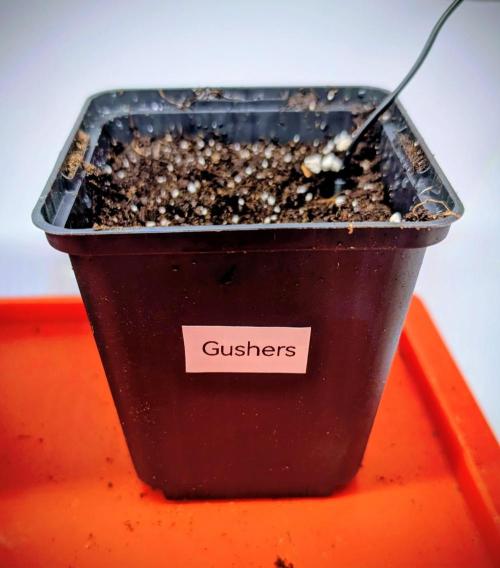 Banana OG Kush, Apple Fritter,  Gushers. Week 0 - 30. März