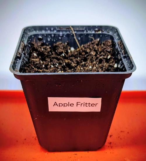 Banana OG Kush, Apple Fritter,  Gushers. Week 0 - 30. März 