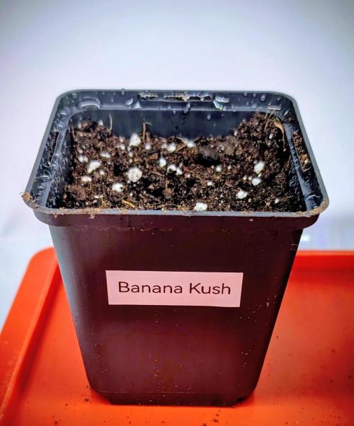 Banana OG Kush, Apple Fritter,  Gushers. Week 0 - 30. März 