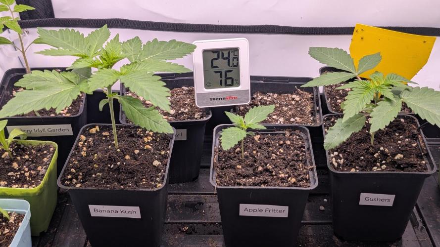 Banana OG Kush, Apple Fritter,  Gushers. Week 2