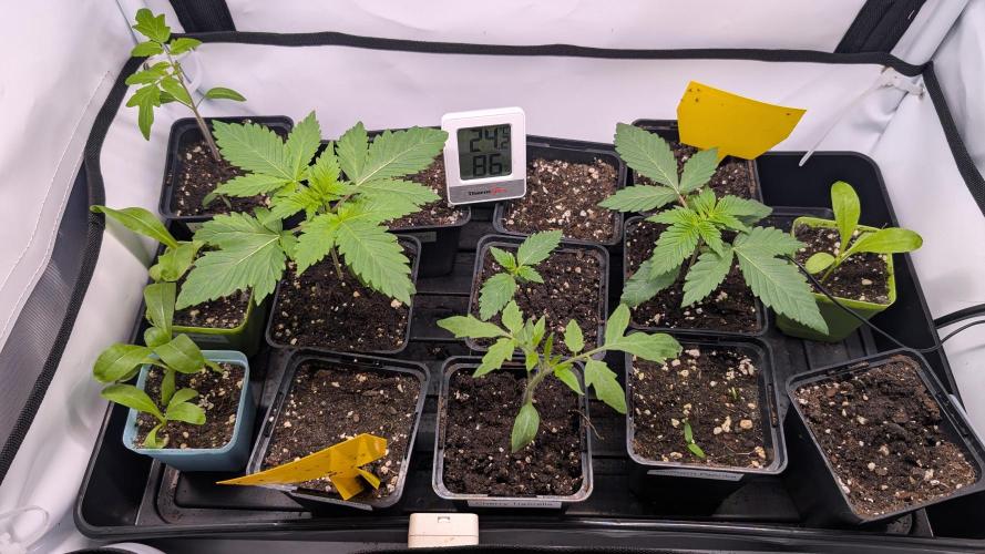 Banana OG Kush, Apple Fritter,  Gushers. Week 2