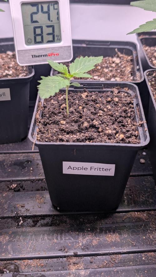 Banana OG Kush, Apple Fritter,  Gushers. Week 2