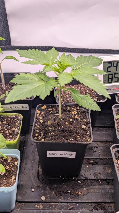 Banana OG Kush, Apple Fritter,  Gushers. Week 2