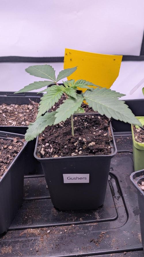 Banana OG Kush, Apple Fritter,  Gushers. Week 2