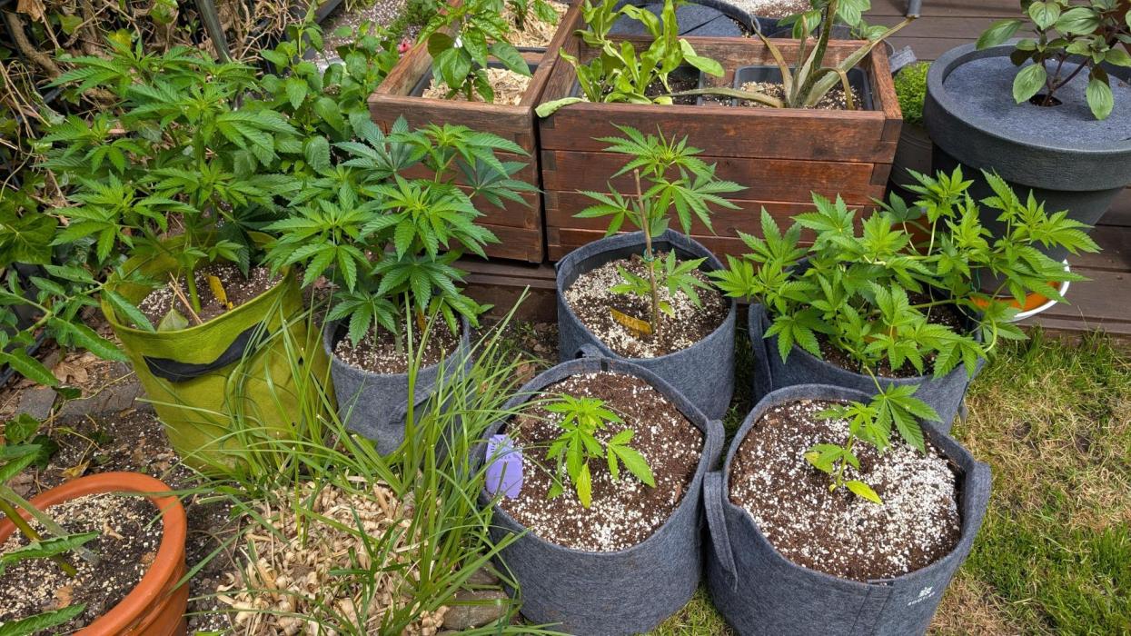 Banana OG Kush, Apple Fritter,  Gushers. Week 9 - Hot may