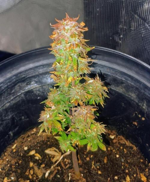 Cream Cookies Auto. Week 7 - how does it look? I forget what week we're in but it's starting to get taller