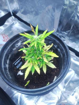 Comment by ShaggyGREENTHUMB photo #1
