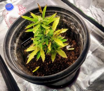 Comment by ShaggyGREENTHUMB photo #2