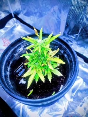 Comment by ShaggyGREENTHUMB photo #3