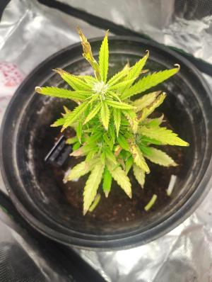Comment by ShaggyGREENTHUMB photo #4