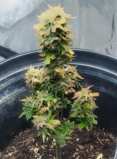 Cream Cookies Auto. Week 7 - this picture was recorded & edited on 04/04/26.
