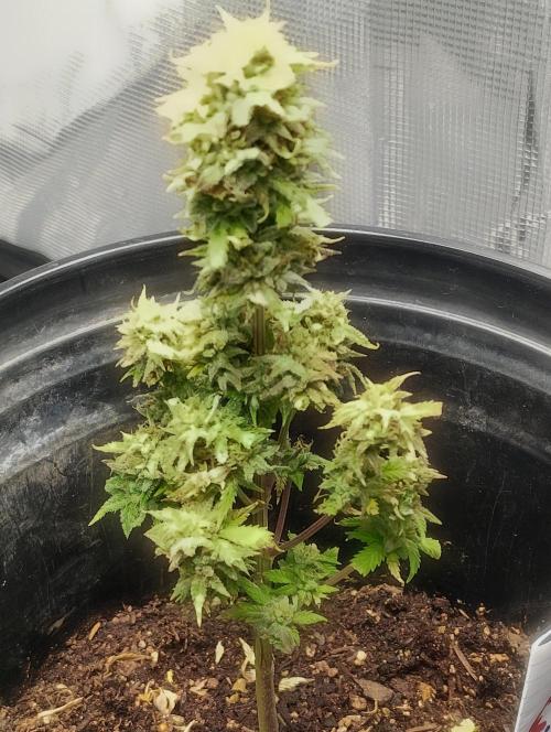 Cream Cookies Auto. Week 7 - this picture was recorded & edited on 04/04/26.