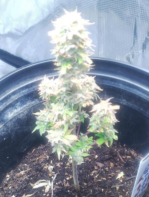 Cream Cookies Auto. Week 7 - this picture was recorded & edited on 04/04/26.