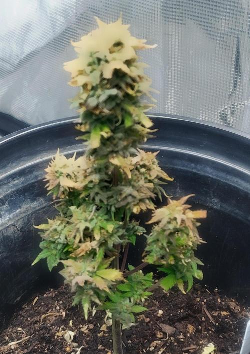 Cream Cookies Auto