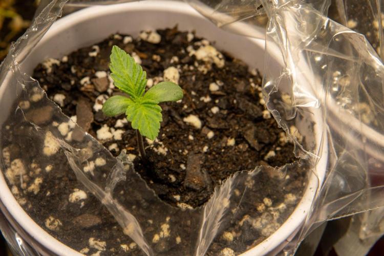 Next Generation Seeds Avalon CBD. Week 1