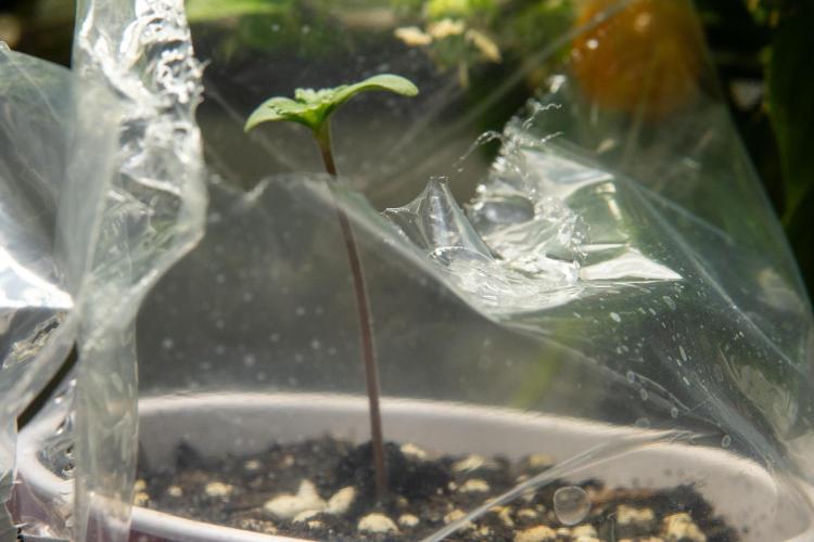 Next Generation Seeds Avalon CBD. Week 1