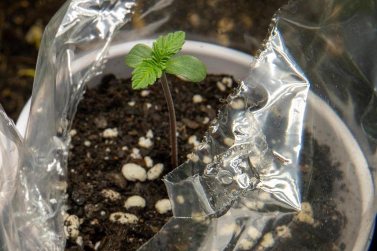 Next Generation Seeds Avalon CBD. Week 1
