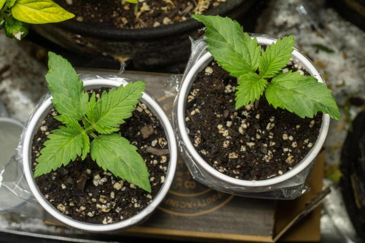 Next Generation Seeds Avalon CBD. Week 2