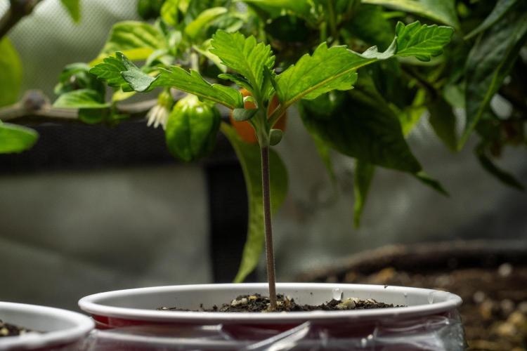 Next Generation Seeds Avalon CBD. Week 2
