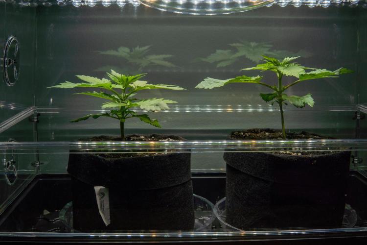 Next Generation Seeds Avalon CBD. Week 3