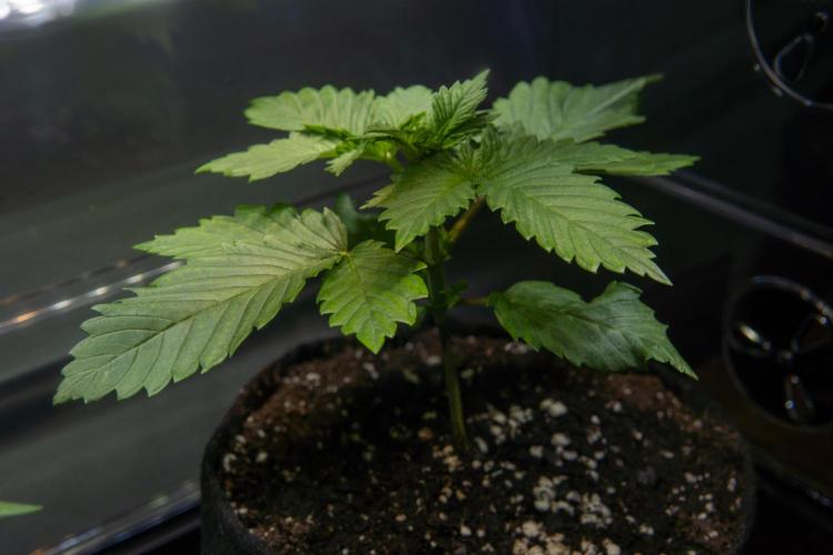 Next Generation Seeds Avalon CBD. Week 3