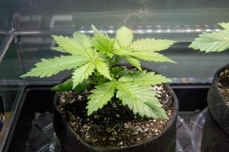 Next Generation Seeds Avalon CBD. Week 3