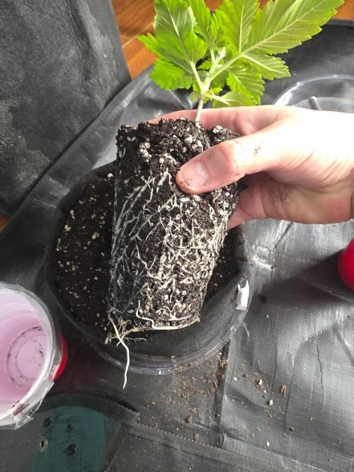 Next Generation Seeds Avalon CBD. Week 3