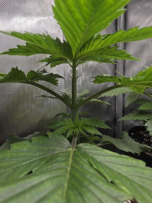 Next Generation Seeds Avalon CBD. Week 4