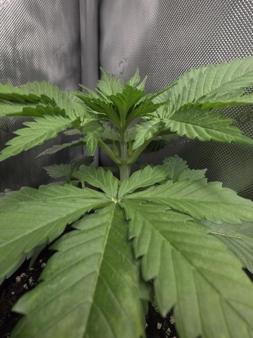 Next Generation Seeds Avalon CBD. Week 4