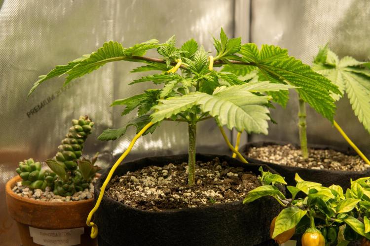 Next Generation Seeds Avalon CBD. Week 4