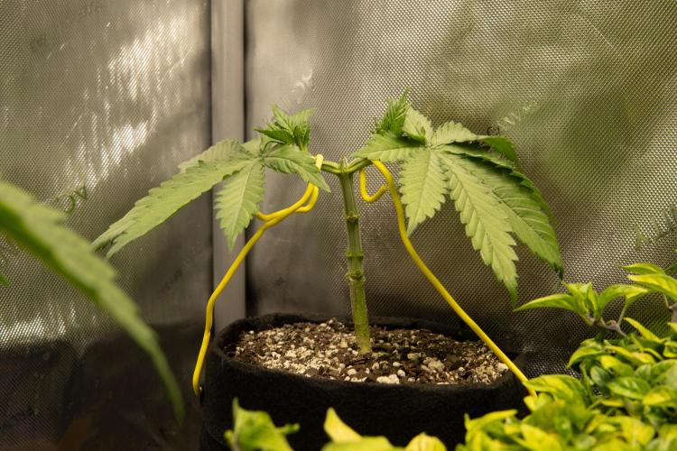 Next Generation Seeds Avalon CBD. Week 4