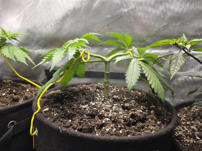 Next Generation Seeds Avalon CBD. Week 5