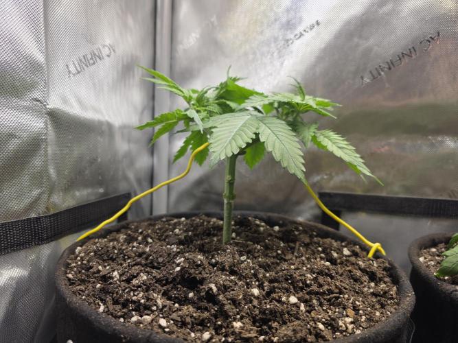 Next Generation Seeds Avalon CBD. Week 5