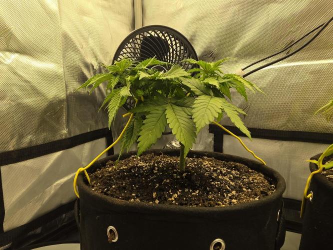 Next Generation Seeds Avalon CBD. Week 6