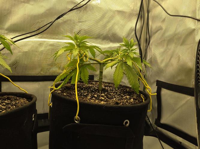 Next Generation Seeds Avalon CBD. Week 6