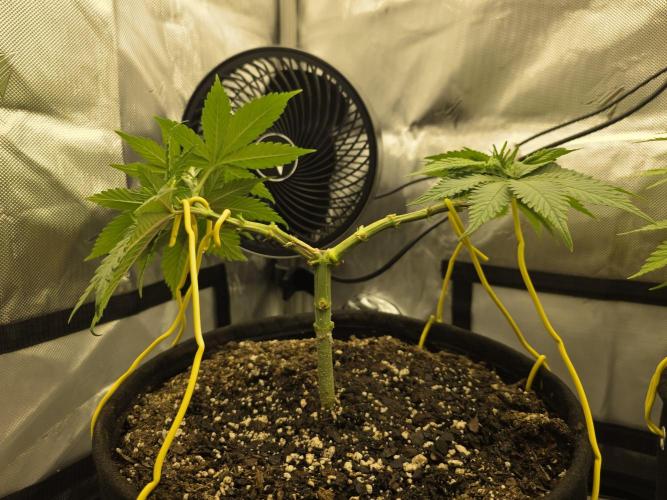 Next Generation Seeds Avalon CBD. Week 7