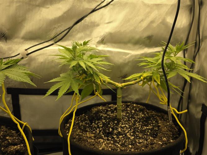Avalon CBD. Week 7