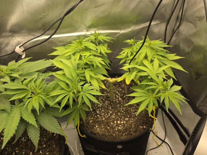 Next Generation Seeds Avalon CBD. Week 8