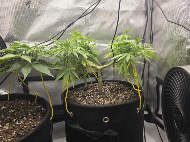 Next Generation Seeds Avalon CBD. Week 8