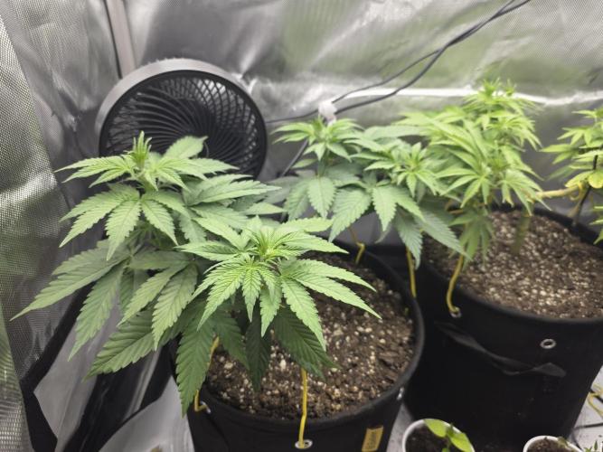Next Generation Seeds Avalon CBD. Week 8