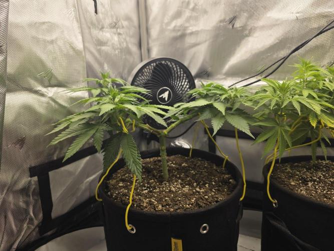 Avalon CBD. Week 8