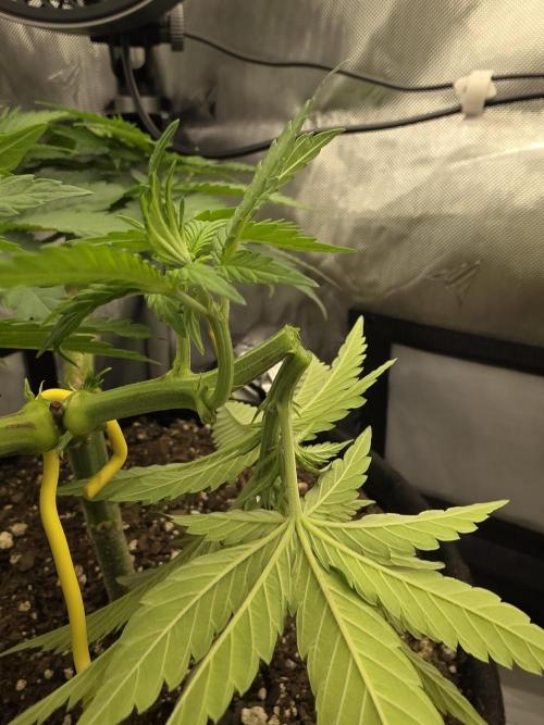 Next Generation Seeds Avalon CBD. Week 9