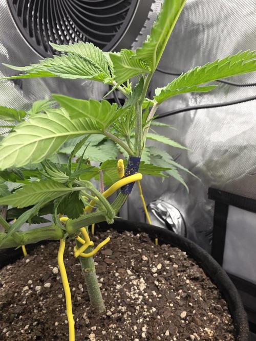 Next Generation Seeds Avalon CBD. Week 9