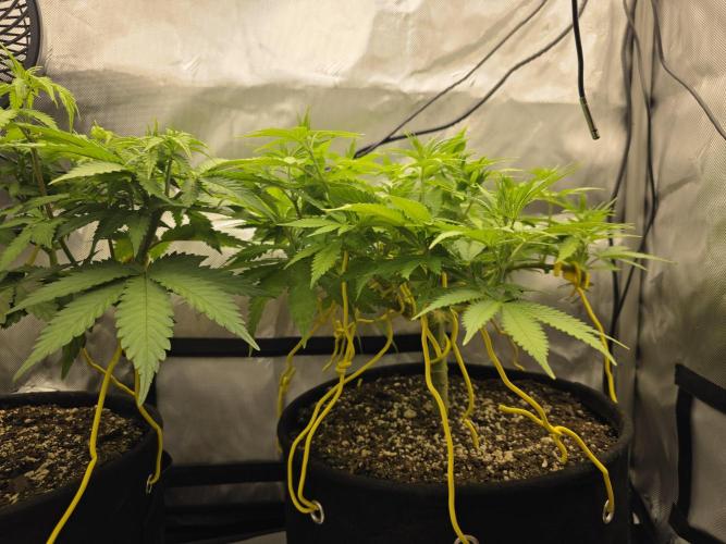 Next Generation Seeds Avalon CBD. Week 9